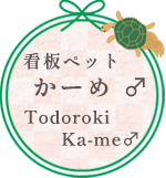 看板ペット かーめ ♂